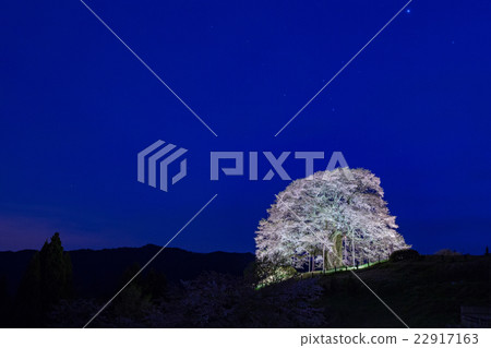 Daigo Sakura - One hundred Japanese famous forests - The cherry tree of the estimated tree age 1,000 years to rise in the hill Daigo Sakura - One hundred Japanese famous forests - The cherry tree of the estimated tree age 1,000 years to rise in the hill 22917163