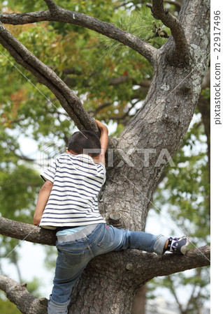 Elementary school student climbing a tree (1st grade) 22917496