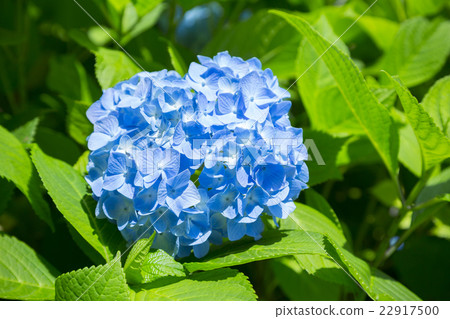  hydrangea 22917500