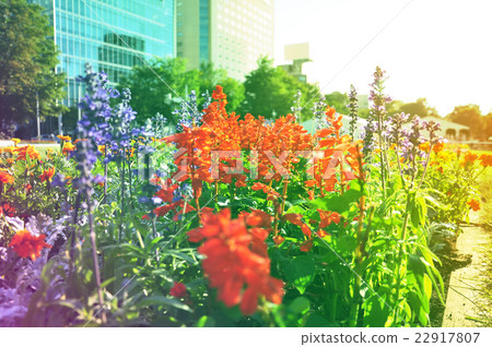 Bed of lavender blooming in the sunset 22917807