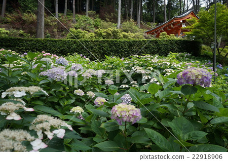 [Saigoku Kannon Pilgrimage] No. 10 Hydrangea and Sanmon in bloom at Mimuroto Temple, Uji City, Kyoto Prefecture 22918906