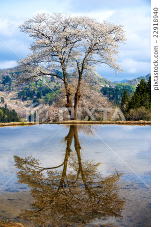 越後的稻田春天 22918940