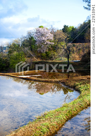 越後的稻田春天 22918941