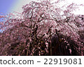 垂枝櫻花 22919081