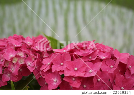 繡球花和稻田 22919334