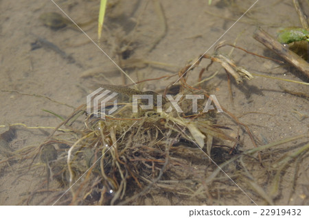 Tadpoles long time ago! 22919432