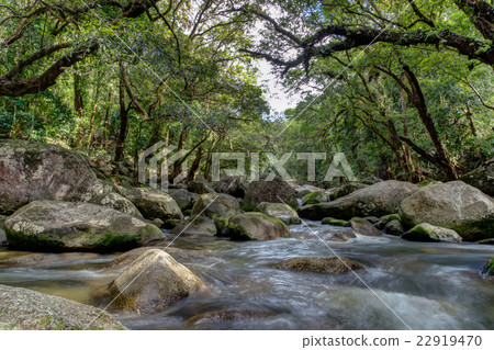 Mossman river gorge 22919470
