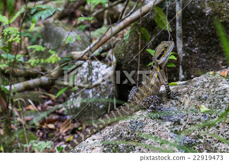 Australian Water Dragon 22919473