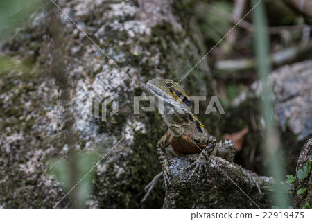 Australian Water Dragon 22919475