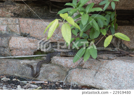 Wild python in Queensland, Australia Wild python in Queensland, Australia 22919480