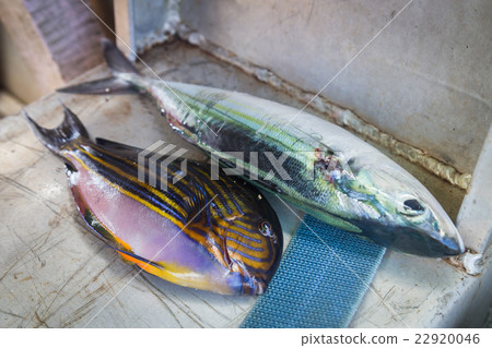 Spearfishing catch 22920046