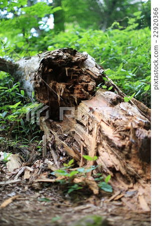 Broken tree 22920366