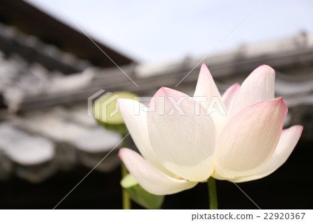 Lotus temple 22920367