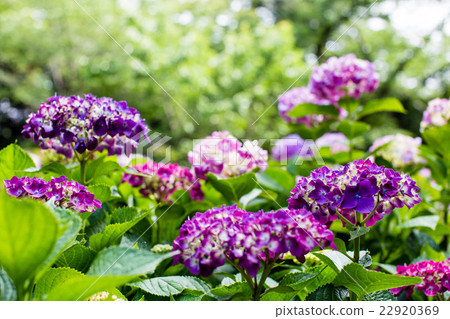 hydrangea   22920369