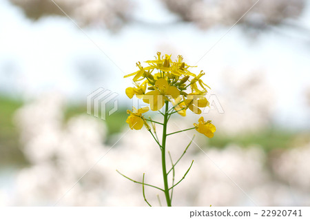 Rape blossoms 22920741