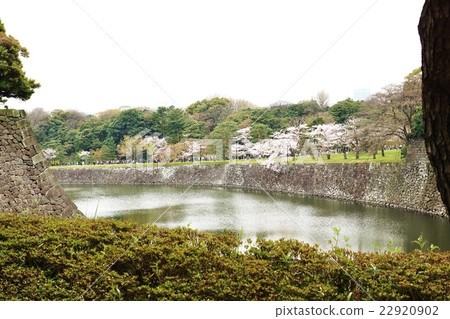 東京觀光信息櫻花現場·乾燥的街道上的櫻花和乾燥的護城河·從皇宮北塔橋俯瞰的水平位置 22920902