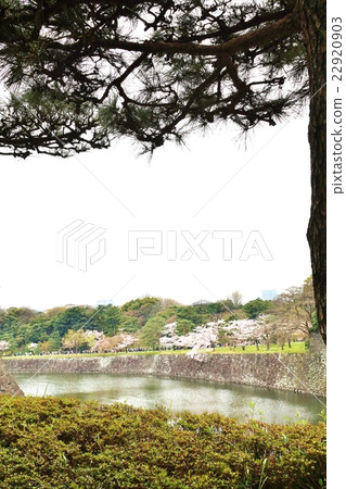 Tokyo sightseeing information cherry blossoms spot · Cherry blossoms on dry street and dry moat · vertical position overlooking from the Imperial Palace Kita Bridge Tokyo sightseeing information cherry blossoms spot · Cherry blossoms on dry street and dry moat · vertical position overlooking from the Imperial Palace Kita Bridge 22920903