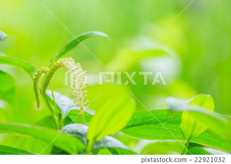 Hange show flower 22921032