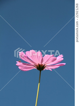 Orange black ladybug on pink cosmos flower 22921268