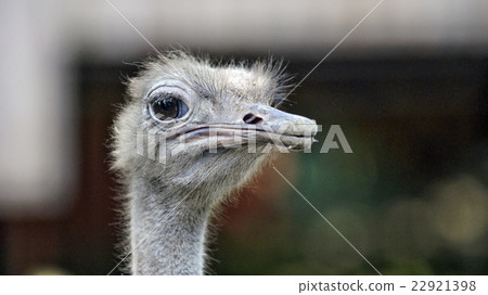 Ostrich Ostrich 22921398