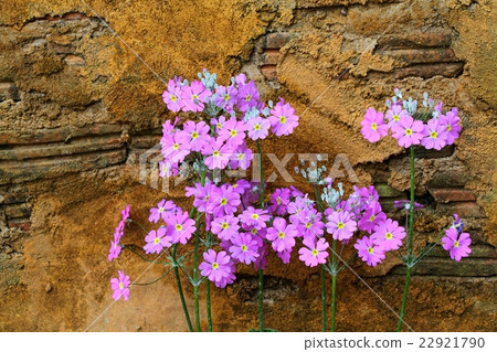 Lunaria Annua, Purple flowers against yellow wall  22921790