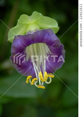 Yellow pollens of purple flower 22921811