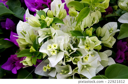 White and purple bougainvillea flowers  22921812