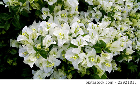 White bougainvillea flowers with green leaves 22921813