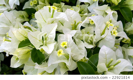 White bougainvillea flowers with green leaves 22921814