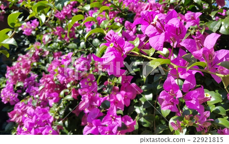 Purple bougainvillea flowers with green leaves 22921815