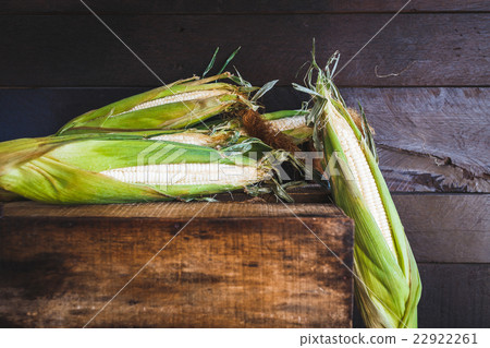 Corn 22922261