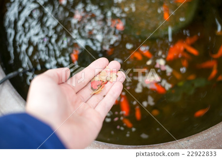 Goldfish food 22922833