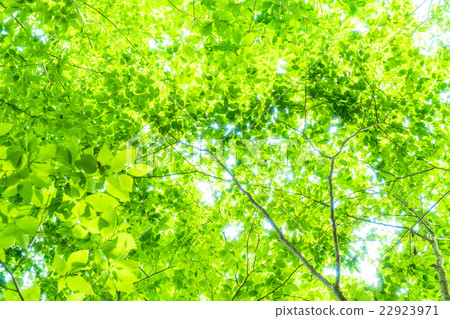  Fresh green eco image 22923971