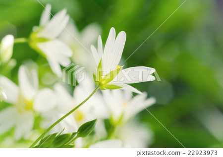 White spring flowers White spring flowers 22923973