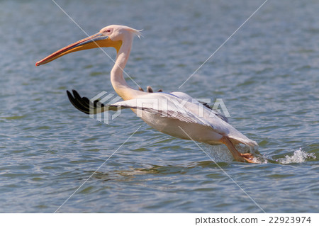 white pelican (pelecanus onocrotalus) in flight white pelican (pelecanus onocrotalus) in flight 22923974