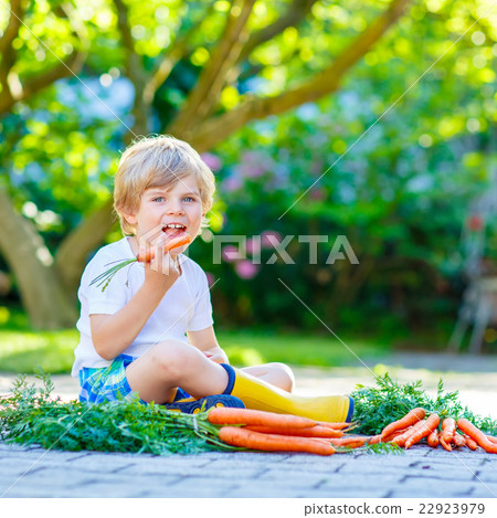 Funny little kid boy with carrots in garden Funny little kid boy with carrots in garden 22923979
