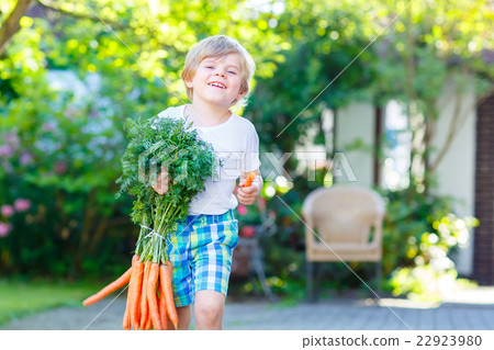 Funny little kid boy with carrots in  garden 22923980