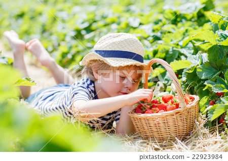 Little kid boy picking strawberries on farm Little kid boy picking strawberries on farm 22923984
