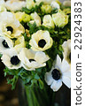 Anemones 22924383