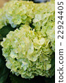 Hydrangea 22924405