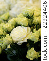 rose	 22924406