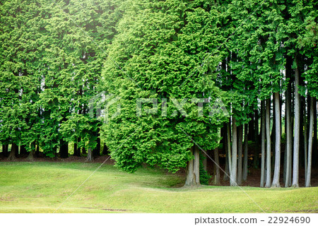 Grass and forest Grass and forest 22924690