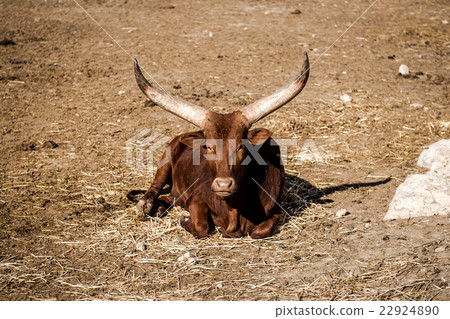 The Ankole-Watusi 22924890