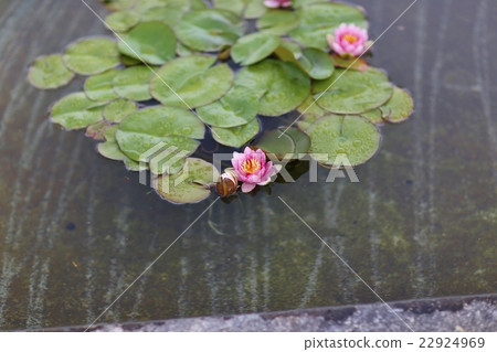 Water lily 22924969
