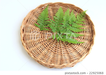 猴子的蕨葉，用於墊下 22925068