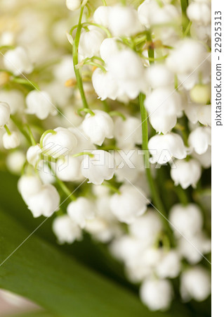 lilies of the valley lilies of the valley 22925313