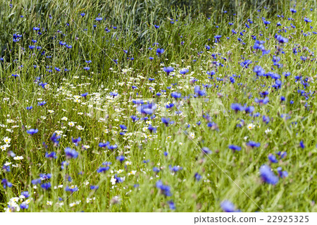 chamomile with cornflowers   22925325