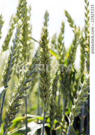 agricultural field wheat   22925333