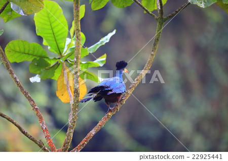 Komuri Ebosidori 22925441