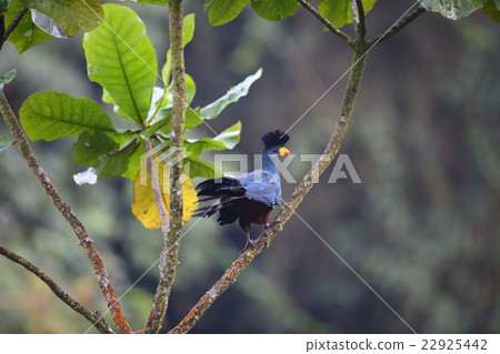 Komuri Ebosidori Komuri Ebosidori 22925442